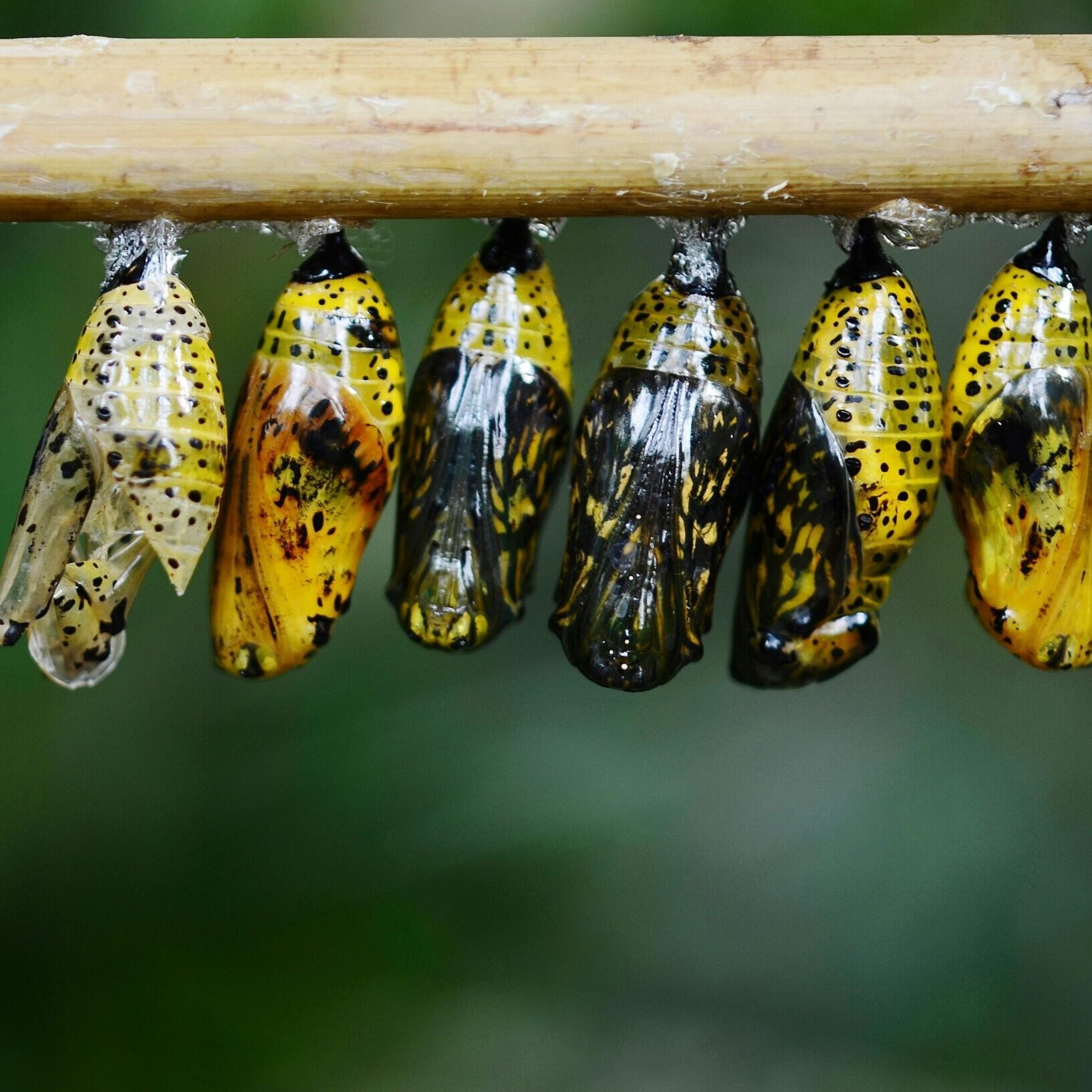 Caterpillar cocoons hanging on a tree with a green backdrop