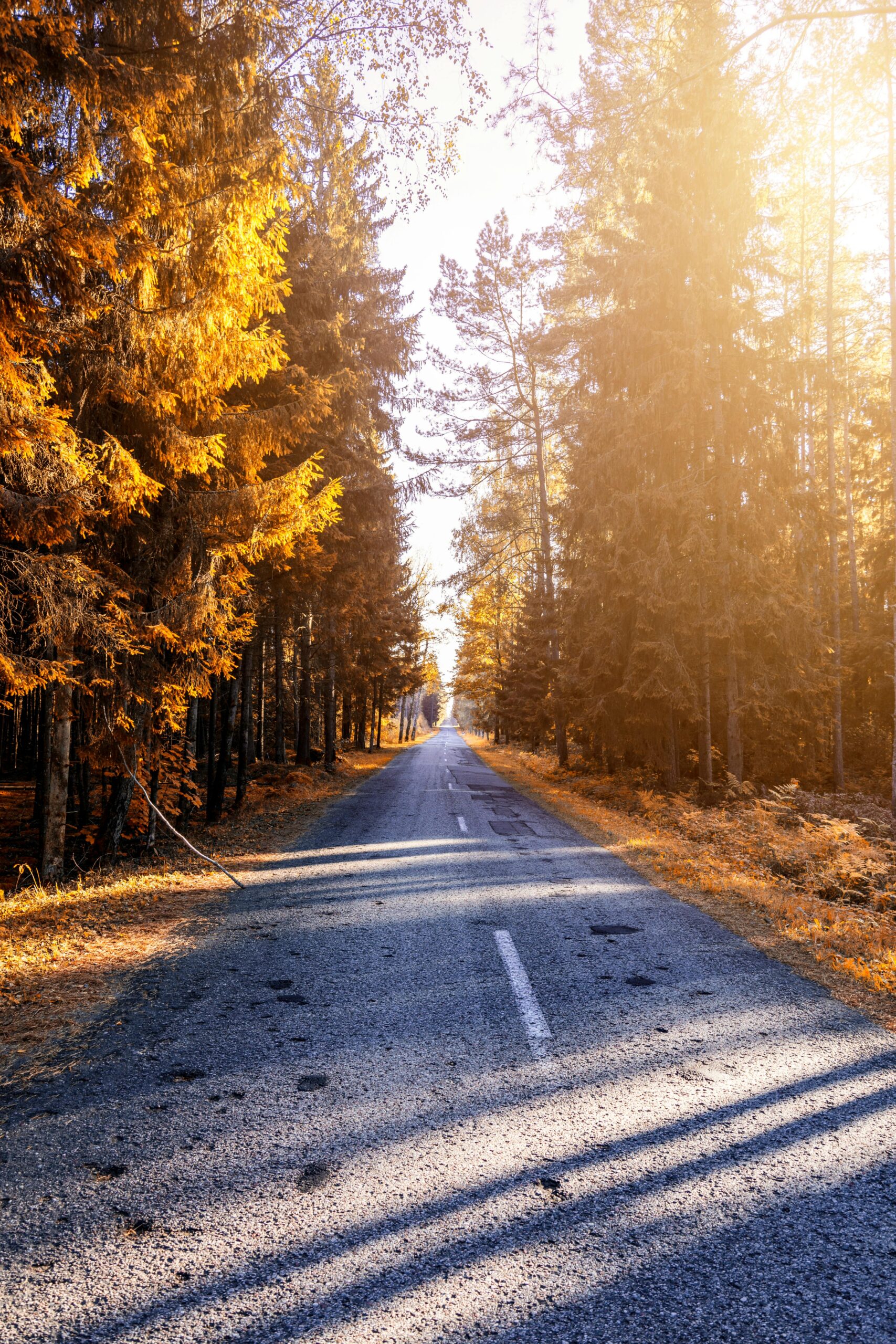 A country road leading into a forest in Autumn